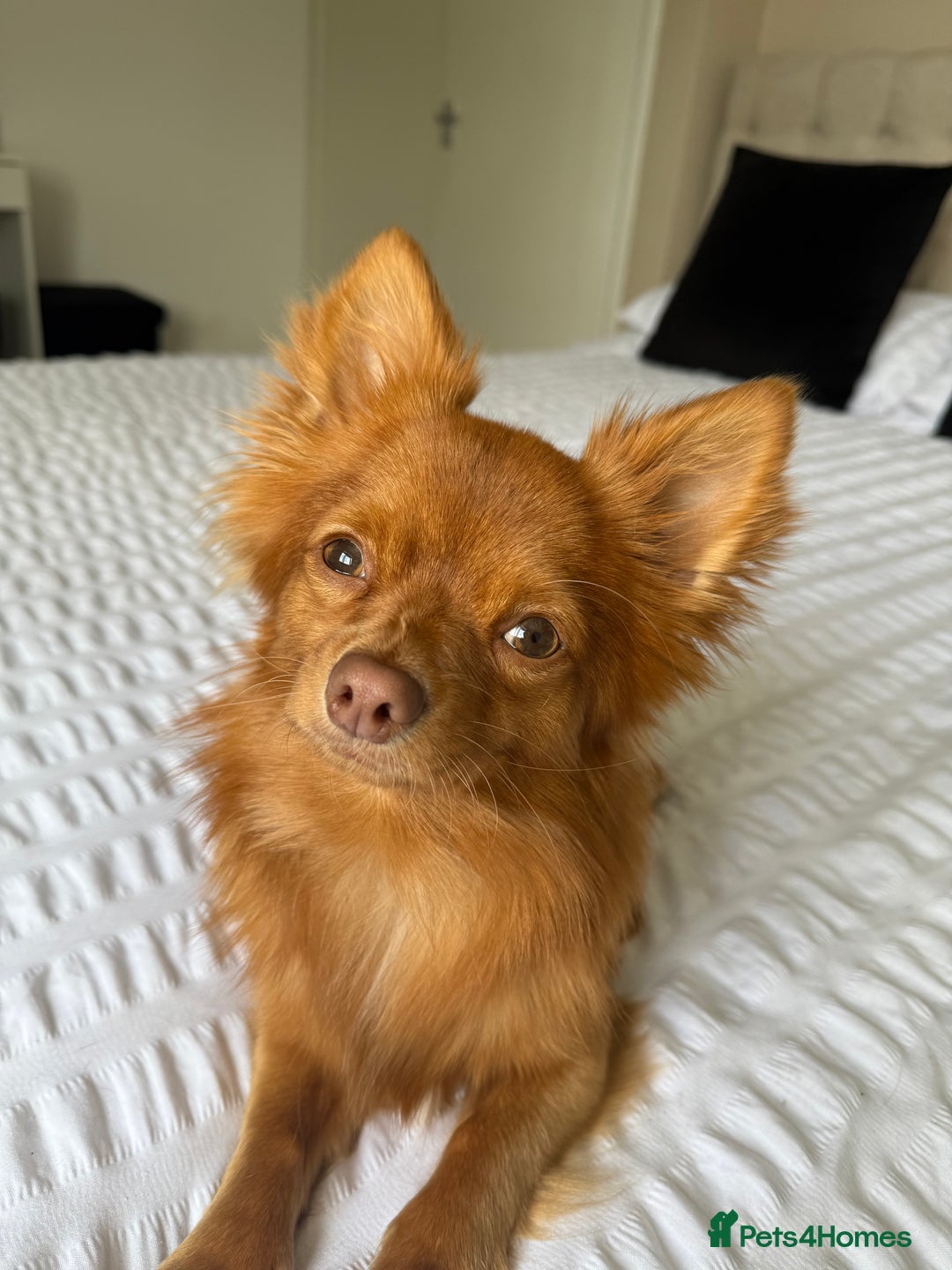 Chihuahua dogs for stud: Red long haired chihuahua for STUD - Advert 8