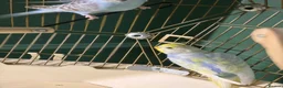Budgerigars birds for sale: Two budgies  - Advert 4
