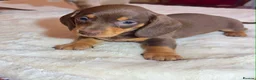Miniature Dachshund dogs for sale: dachshunds puppies  - Advert 12