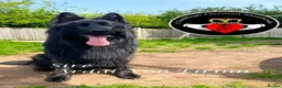 German Shepherd dogs for sale: ONLY 4 AMAZING GIRLS LEFFT in Nottingham - Advert 13