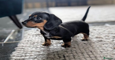 Miniature Dachshund dogs - Advert 8