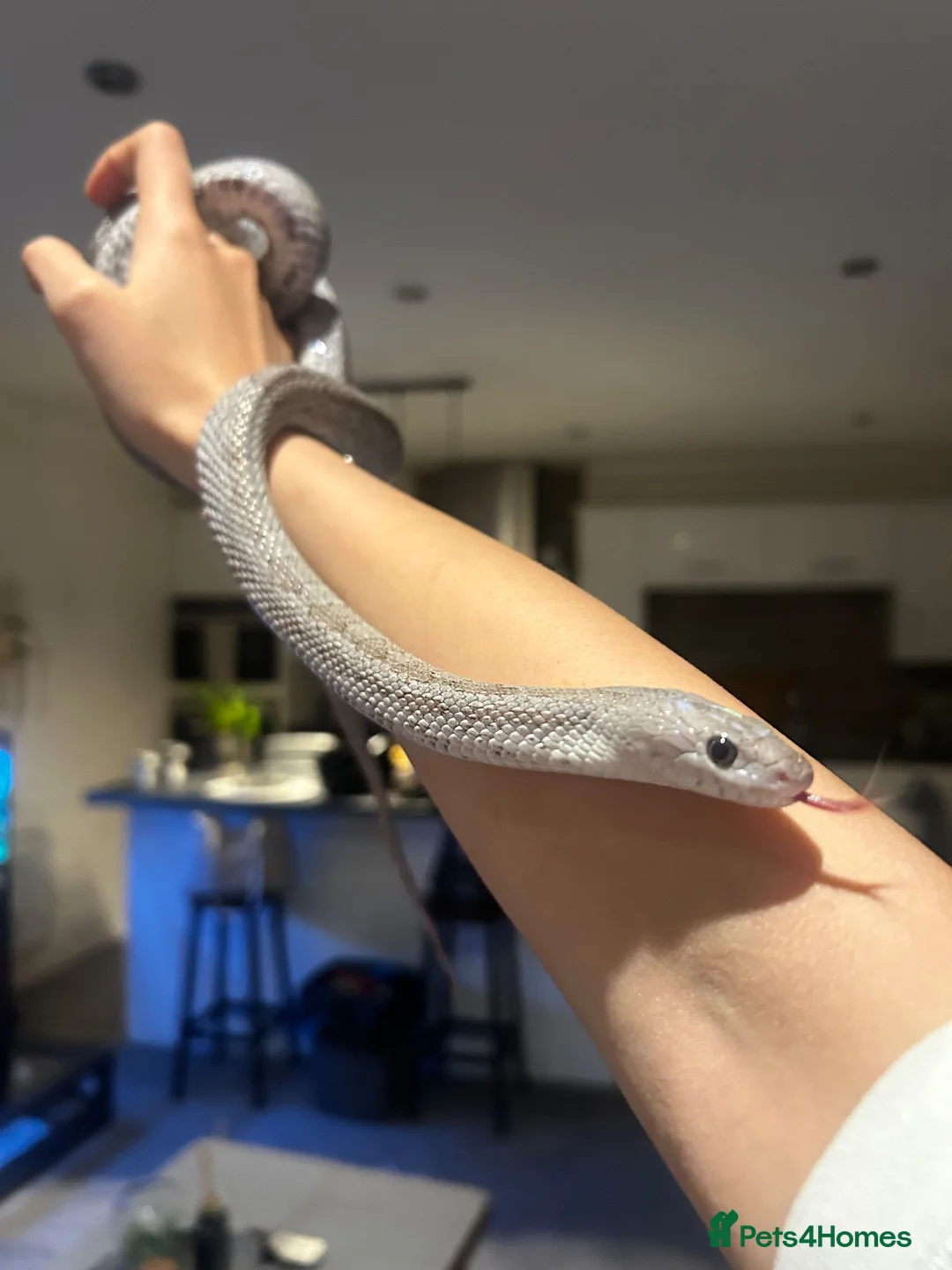Corn Snake reptiles for sale: 3yr old Corn snake for sale - Advert 1