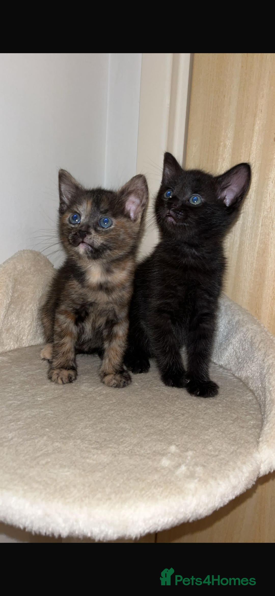 Mixed Breed cats for sale: 3 lovely kittens ready for their new homes 🥰 - Advert 6