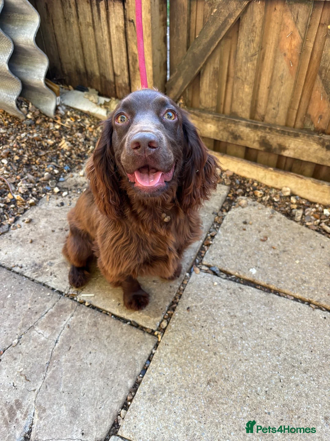 Cocker Spaniel dogs for sale: Working cocker spaniel bitch - Advert 7