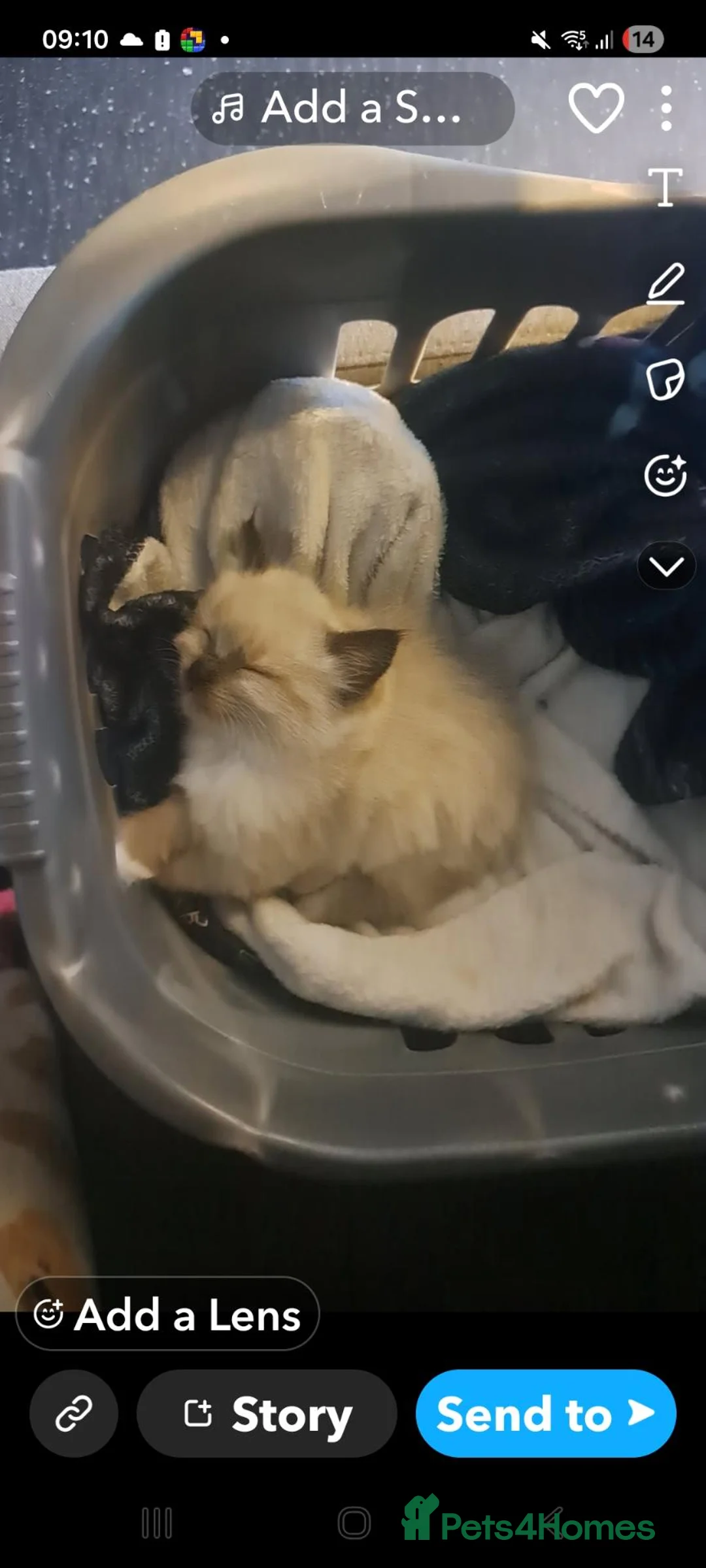 Ragdoll cats for sale: Female Ragdoll kittens - Advert 2
