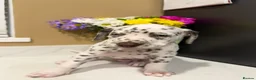 Dalmatian dogs for sale: 4 Girls, 1 Boy KC Dalmatians - ready to leave!  - Advert 16