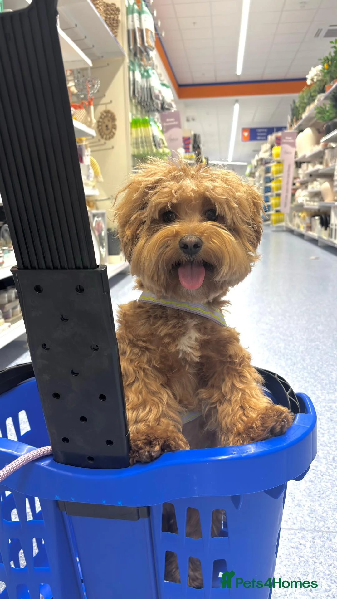 Maltipoo dogs for stud: Handsome Maltipoo Available for Stud  - Advert 5