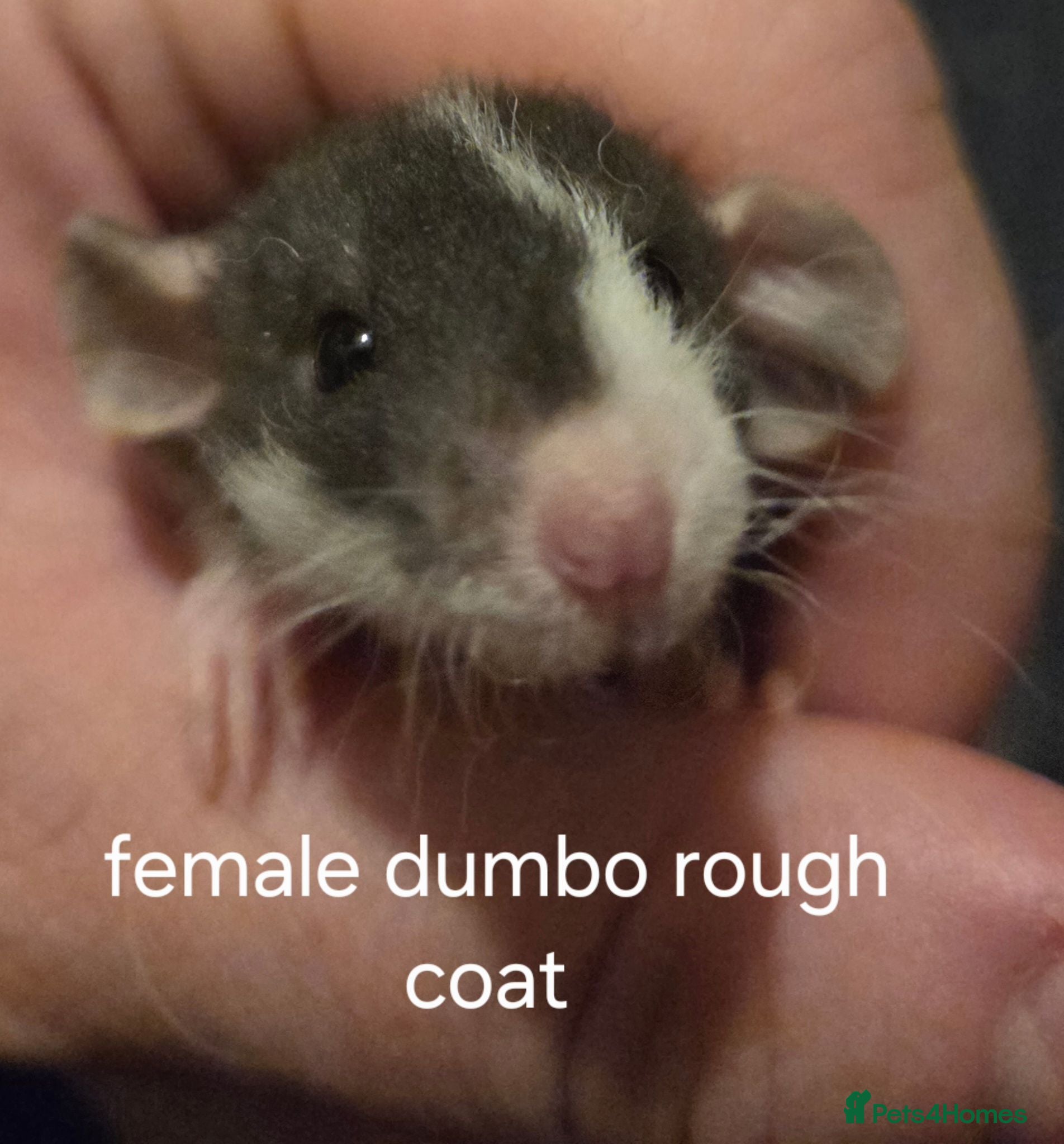 Rat rodents Dumbos and fancy rats ready now.  - Advert 1