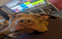 American Bull Staffy dogs for sale: Sweet Bully needs a home - Advert 6