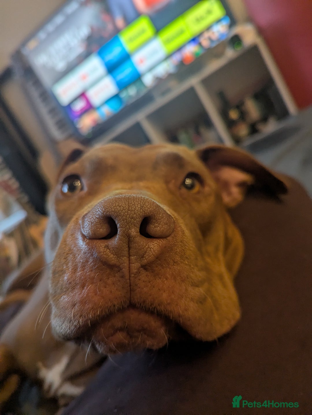 American Bull Staffy dogs for sale: Sweet Bully needs a home - Advert 6