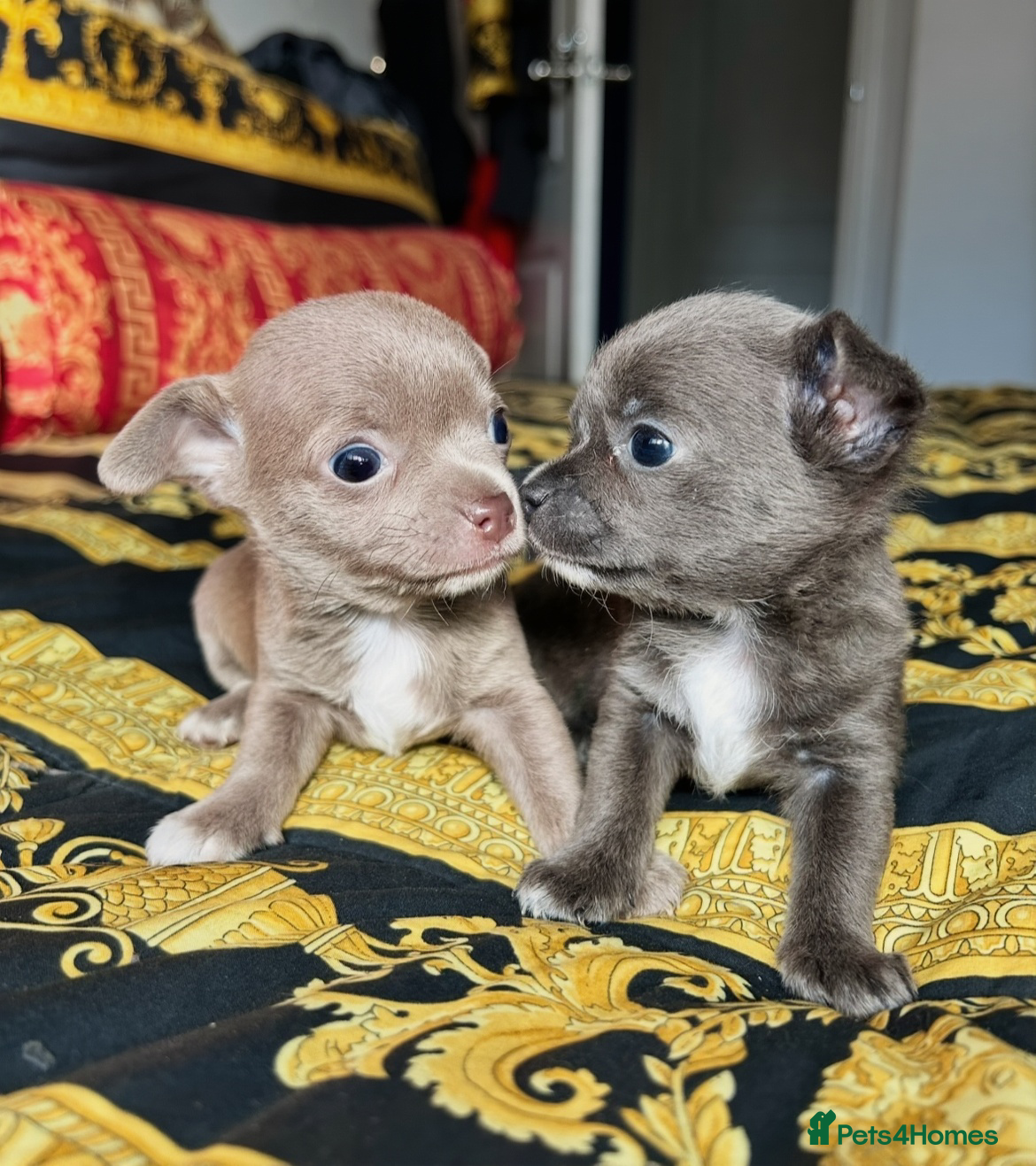 Chihuahua dogs 1 blue 1 lilac girl available KC viewings welcome - Advert 6