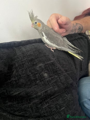 Cockatiels birds - Advert 11