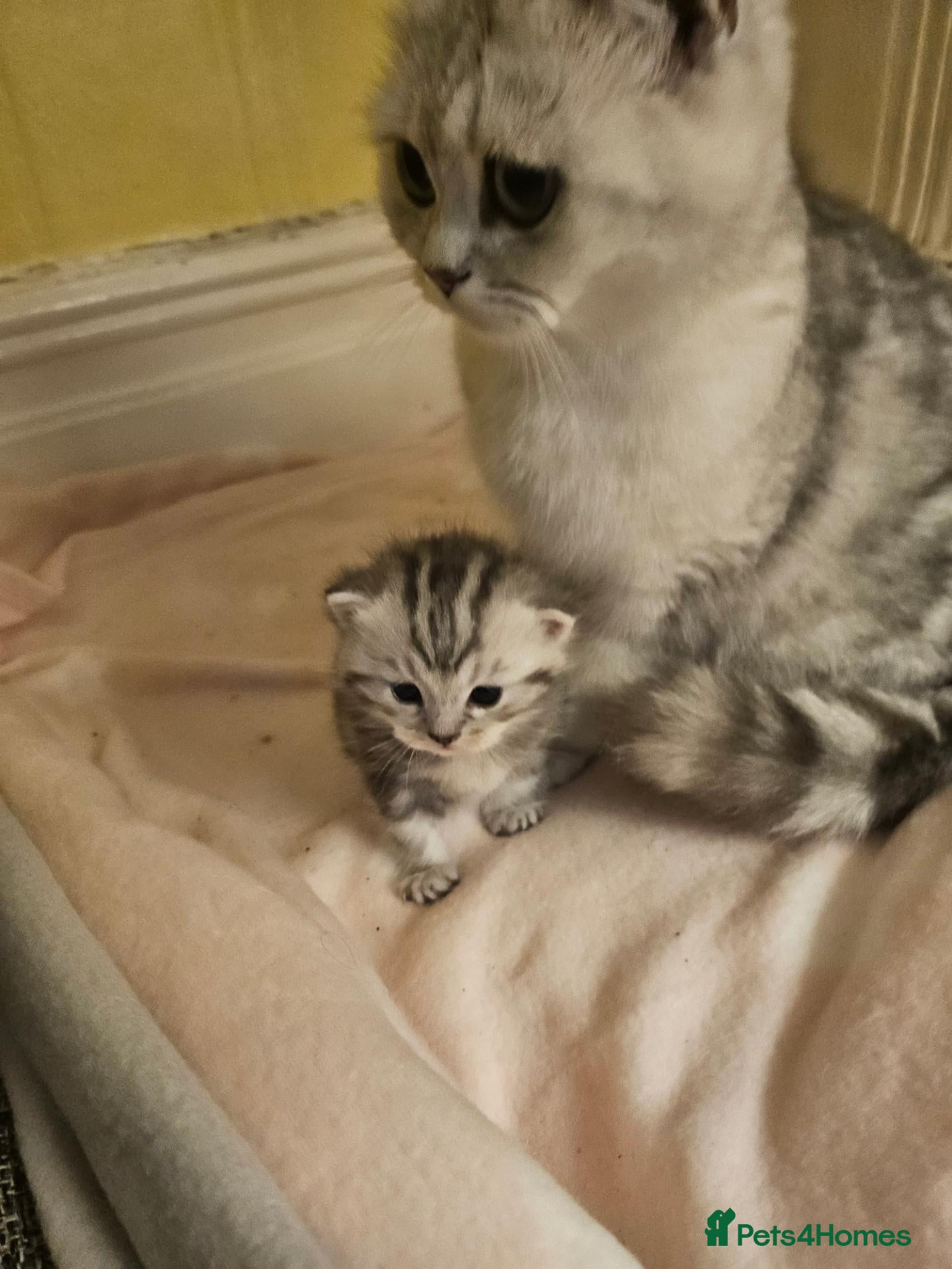 Mixed Breed cats Beautiful little boy - Advert 1