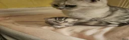 Mixed Breed cats for sale: Beautiful little boy - Advert 1