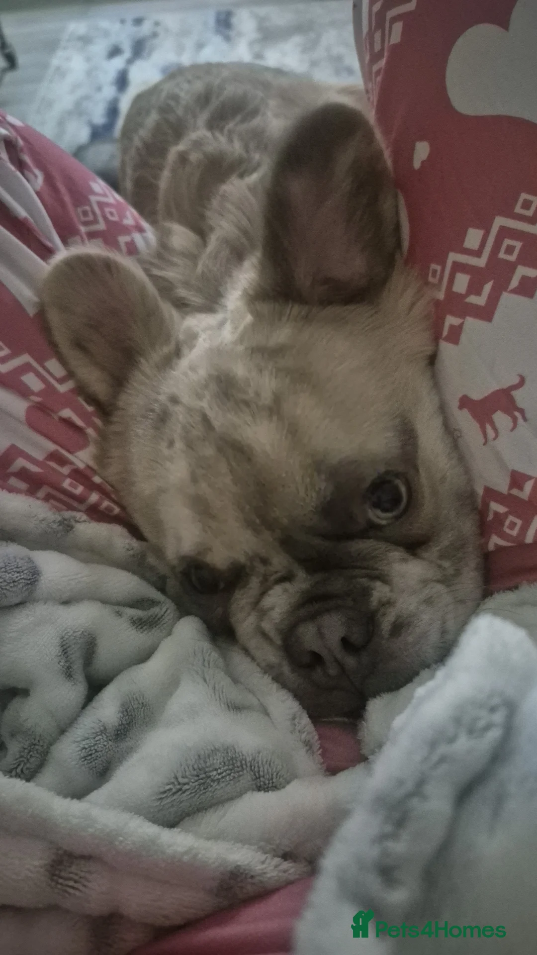 French Bulldog dogs for sale: Fluffy French bulldog in Rotherham - Advert 2