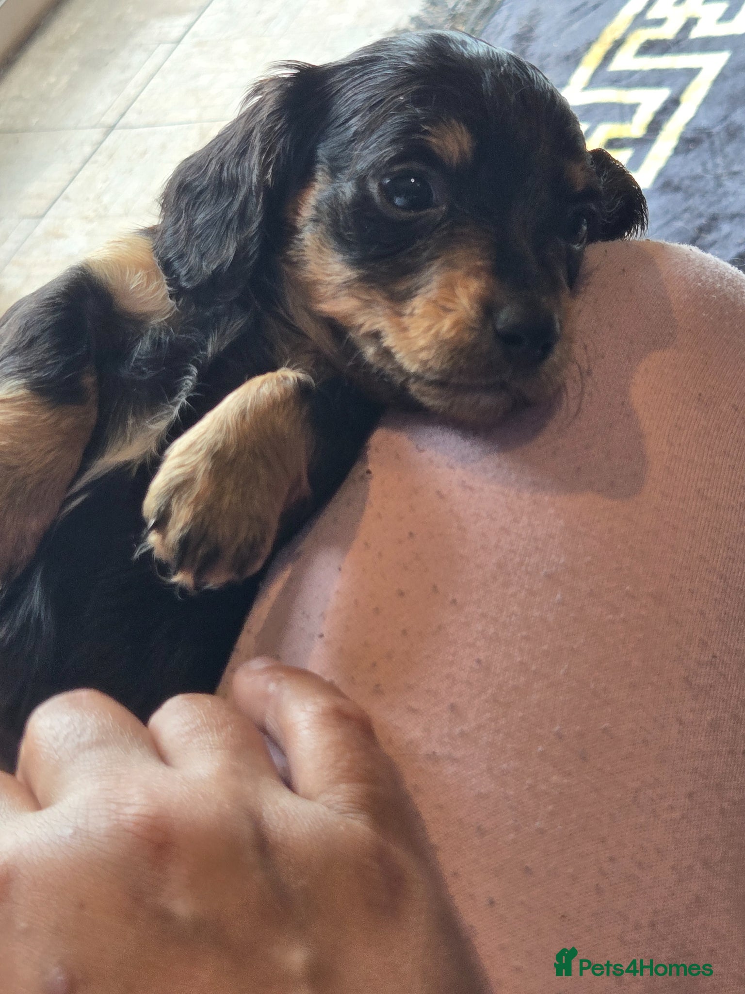 Dachshund dogs for sale: 5 gorgeous dachshund puppies for loving homes in Ludlow - Advert 9