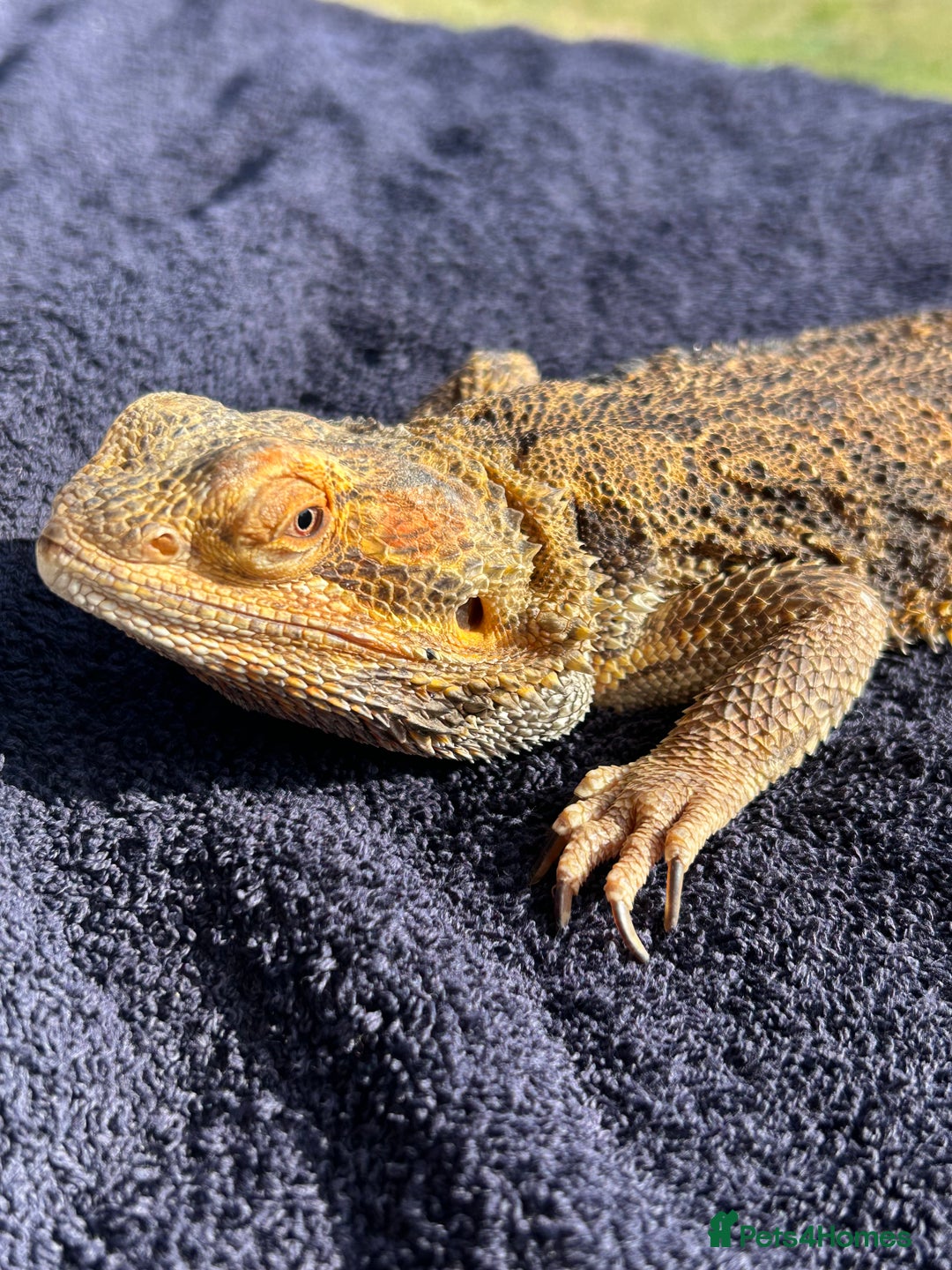 Bearded Dragon reptiles for sale: Female bearded dragon - Image 3