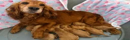 Cockapoo dogs for sale: F1 cockapoo girl puppies  - Advert 1