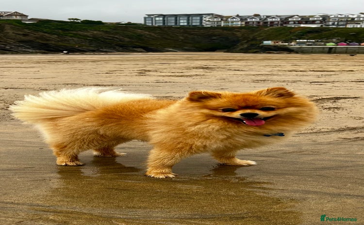 Pomeranian dogs - Advert 2