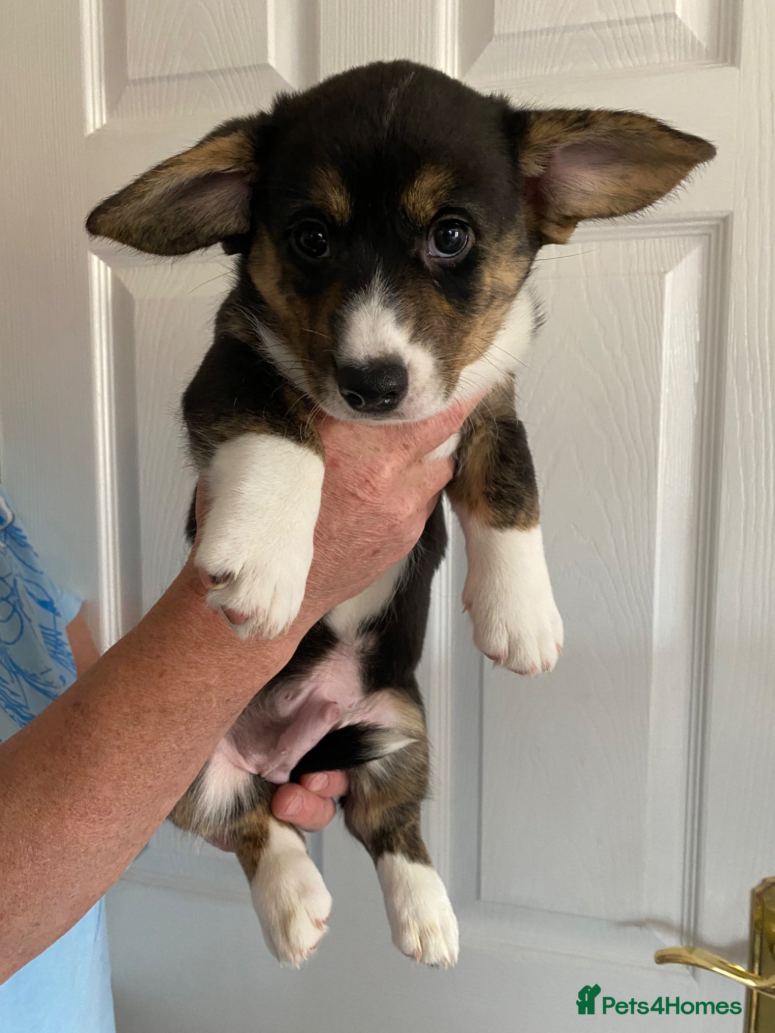 Welsh Corgi Cardigan dogs WELSH CARDIGAN CORGI BABIES - Advert 1