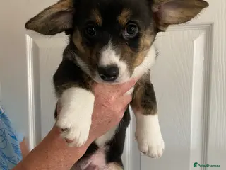 Welsh Corgi Cardigan dogs WELSH CARDIGAN CORGI BABIES - Advert 1