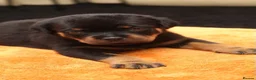 Rottweiler dogs for sale: Exceptional KC Pedigree Rottweilers - Advert 4
