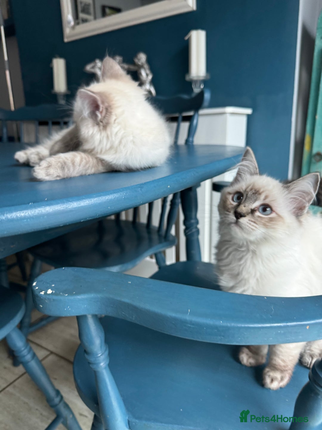 Ragdoll cats for sale: Stunning Ragdoll babies READY NOW! - Advert 5