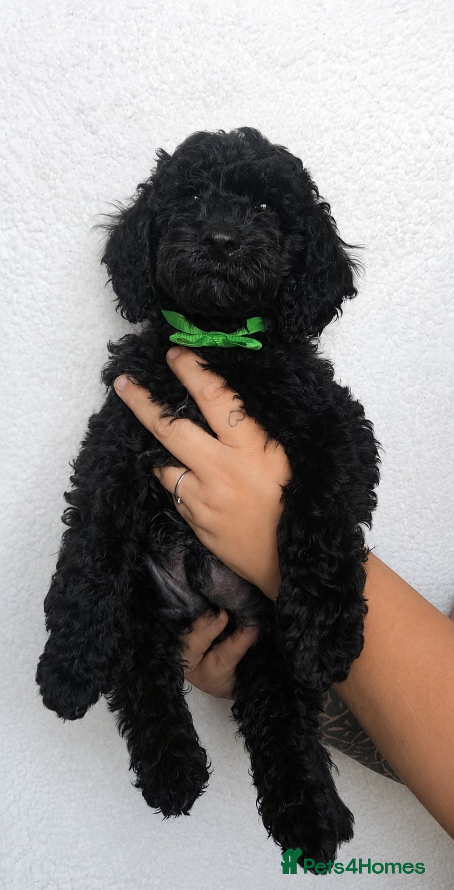 Cockapoo dogs REDUCED last pup 🐶  - Advert 12