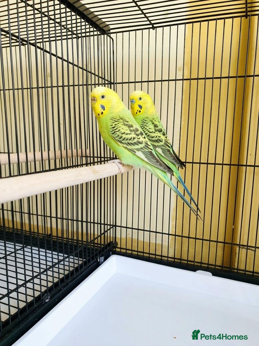 Budgerigars birds for sale: Complete Budgie Breeding Setup – 18-Month-Old Pair - Advert 9