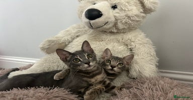 Bengal cats - Advert 2