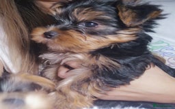 Yorkshire Terrier dogs for sale: Adorable Yorkshire terrier puppies  - Image 7