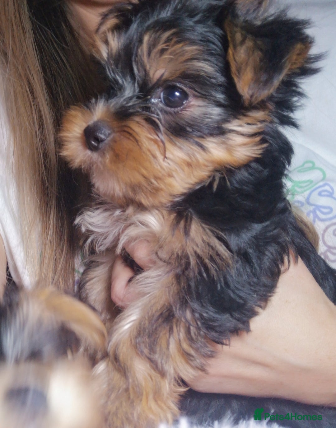 Yorkshire Terrier dogs for sale: Adorable Yorkshire terrier puppies  - Image 7