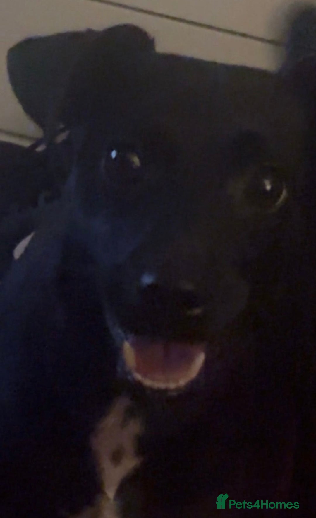 Patterjack dogs for sale: Coco - Jack Russel X Patterdale - Advert 3