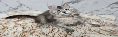 Maine Coon Kitten 2