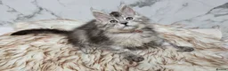 Maine Coon cats for sale: 4x Kittens MaineCoon Tica Registred  - Advert 18