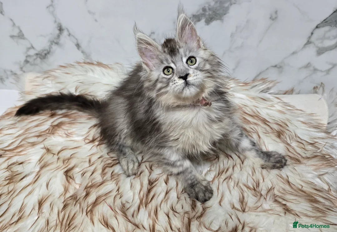 Maine Coon cats for sale: 4x Kittens MaineCoon Tica Registred  - Advert 18