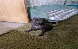 Staffordshire Bull Terrier dogs for sale: Beautiful Staffy Girl - Image 7