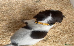 English Springer Spaniel dogs for sale: Working English springer spaniel puppies  - Image 3