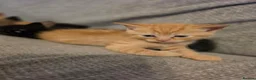 British Shorthair cats for sale: Kittens for sale - Advert 9