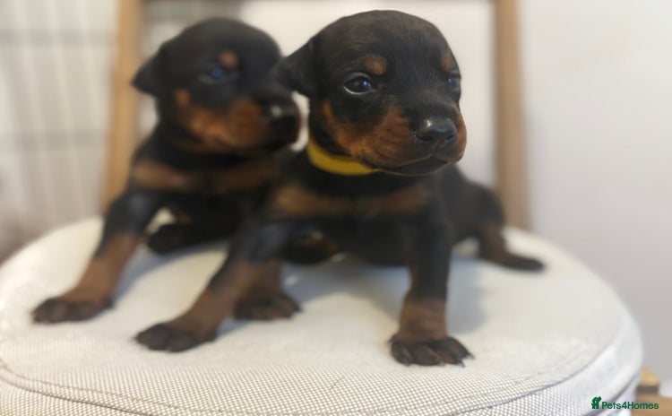 Dobermann dogs in London - Advert 1