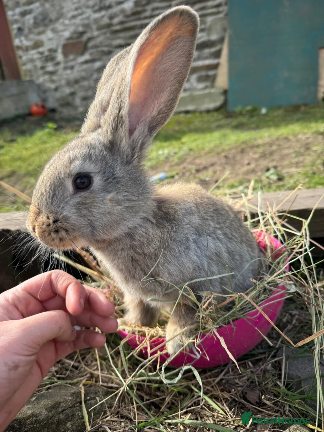 Continental Giant rabbits for sale: Continental giants kits  in Newport - Advert 1