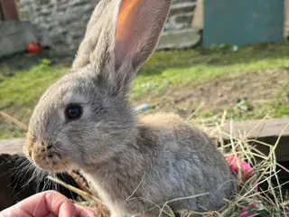 Continental Giant rabbits Continental giants kits - Advert 8