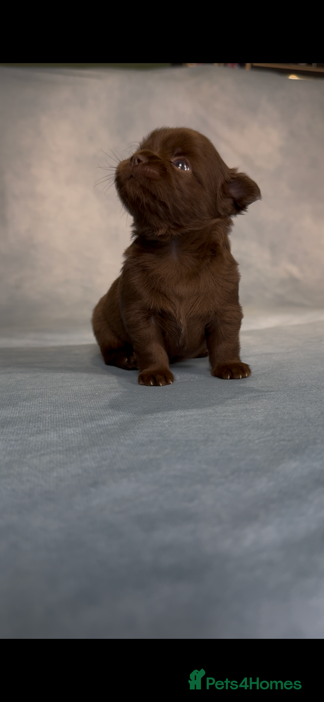 Chihuahua dogs for sale: Chihuahua puppies available on  ** s  - Advert 4