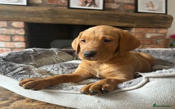 Labrador Retriever dogs for sale: KC FTCH Fox Red Lab pups Health Tested Parents - Image 4