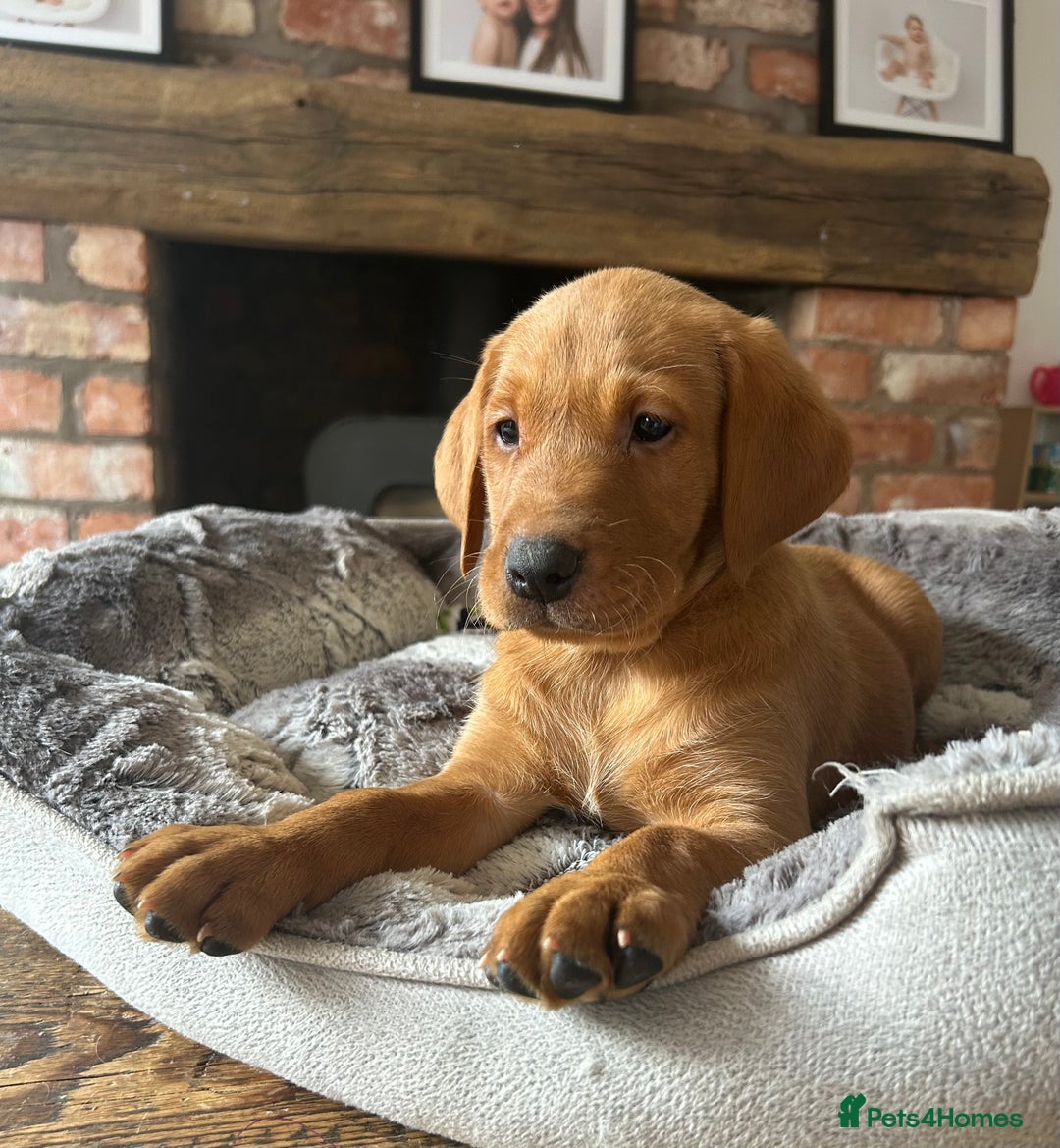Labrador Retriever dogs for sale: KC FTCH Fox Red Lab pups Health Tested Parents - Image 4