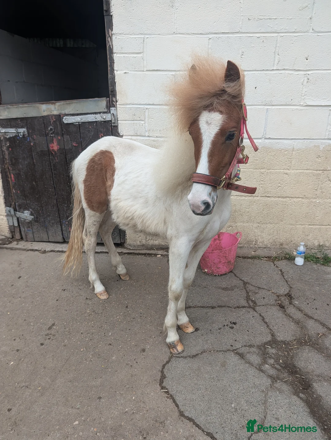 Dartmoor horses for sale: 12 hh pony looking for his forever home - Advert 2