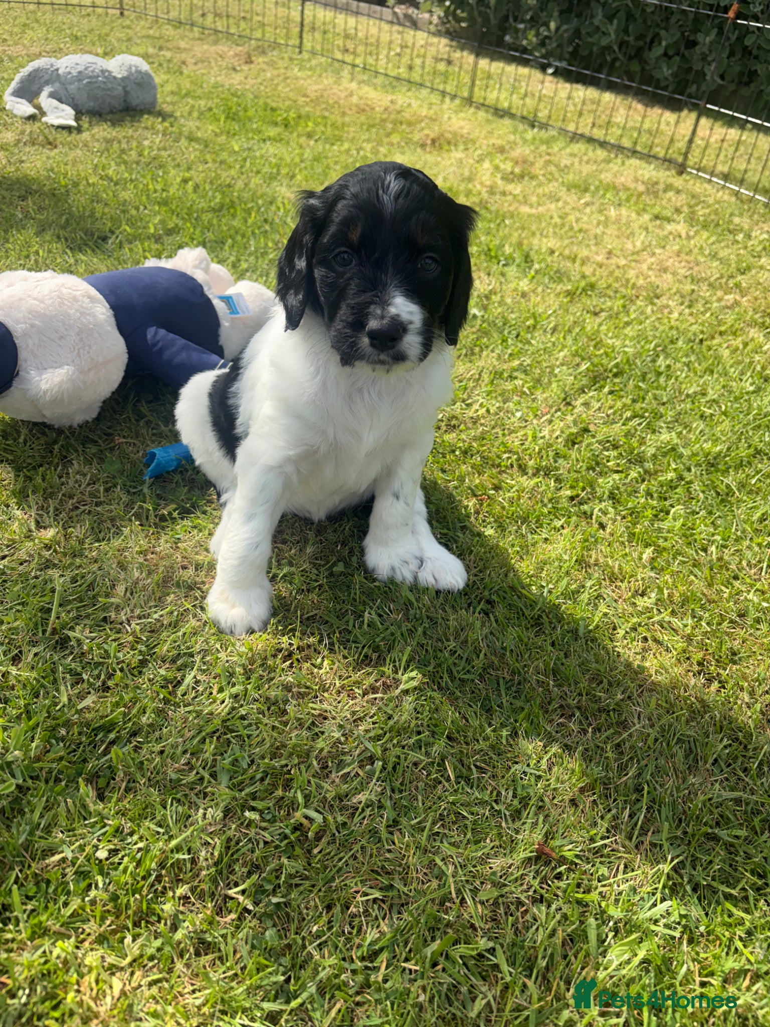 Bernedoodle dogs Stunning bernedoodle puppies  - Advert 1