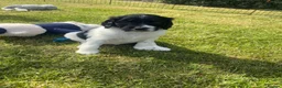 Bernedoodle dogs for sale: Stunning bernedoodle puppies  - Advert 7