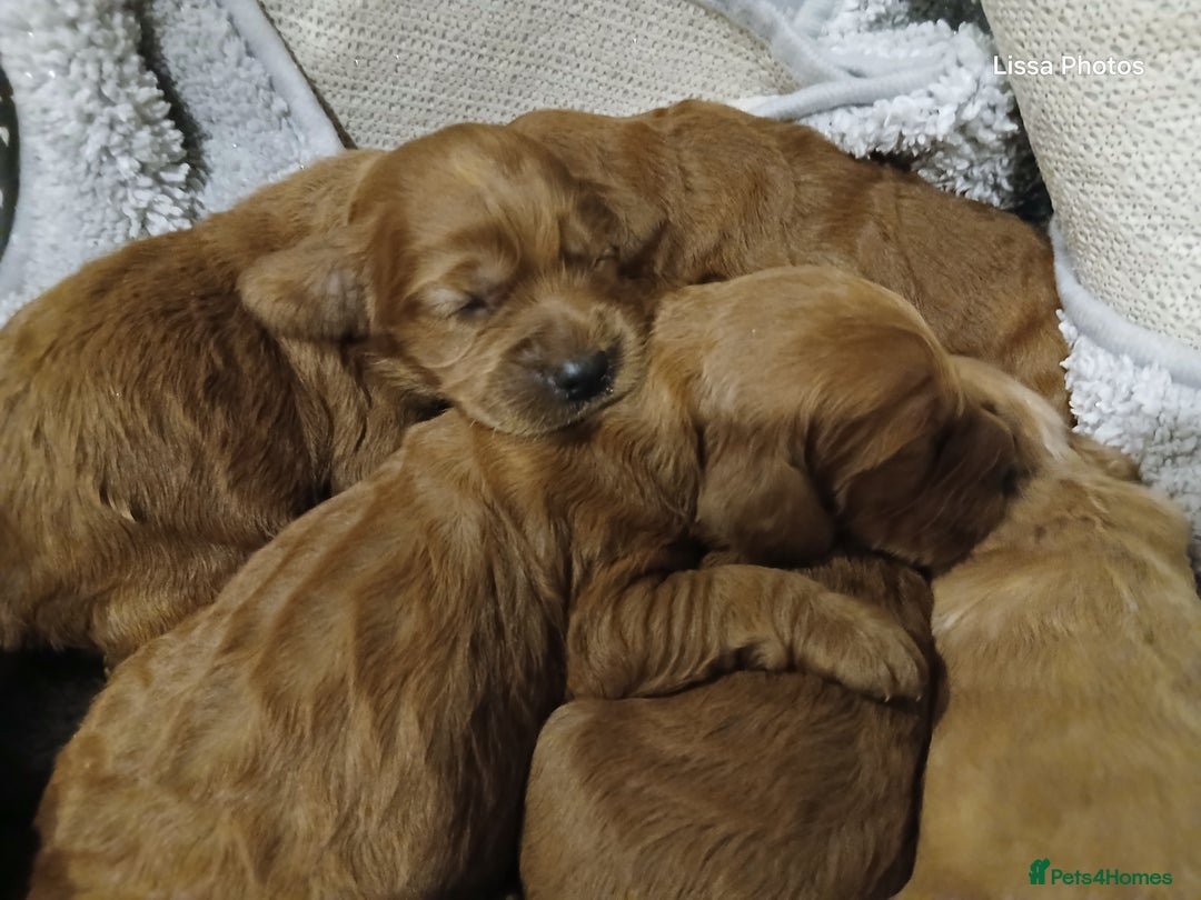 Cockapoo dogs for sale: Cockapoo puppies Ready 14th Feb - Advert 10