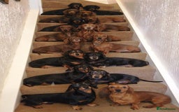 Miniature Dachshund dogs for sale: Ready for forever sofas! 3 Stunning KC reg puppies - Image 17